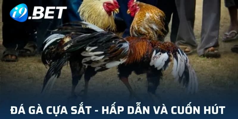 Đá gà cựa sắt ở nhà cái I9BET thu hút được rất nhiều người hâm mộ