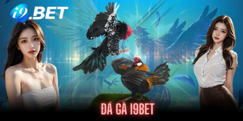 Tổng quan giới thiệu về đá gà I9BET dành cho các tân thành viên