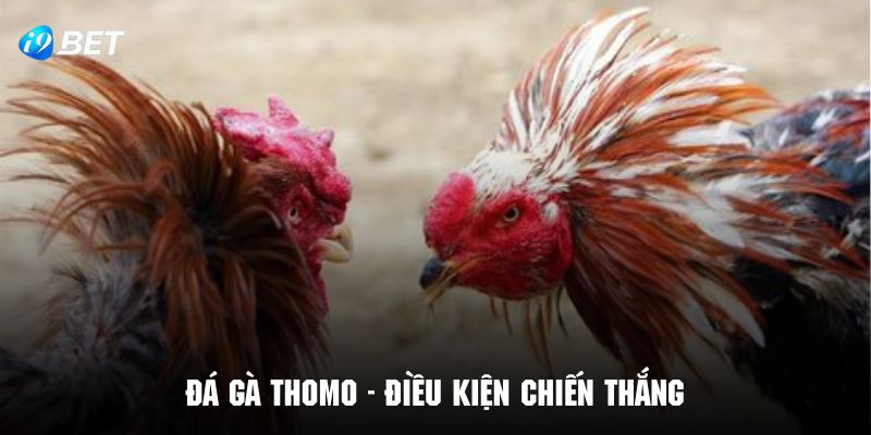 Tìm hiểu điều kiện công bố kết quả thắng cuộc trong đá gà