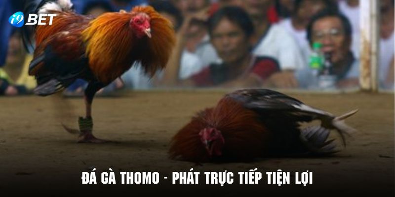 Mô hình phát trực tiếp siêu hiện đại trong các trận đấu tại I9BET