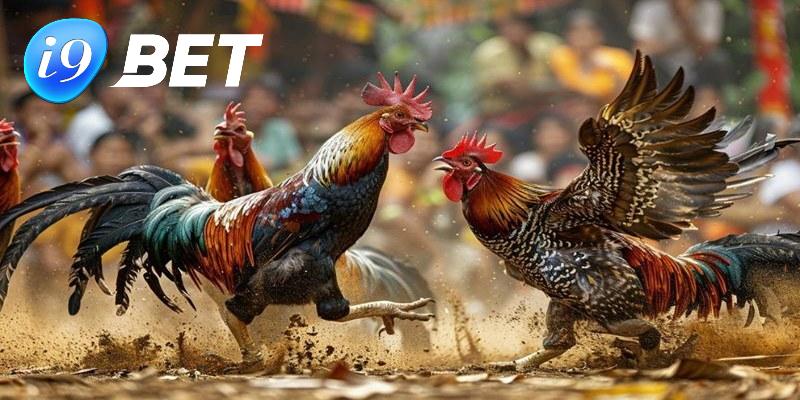 Luật đá gà tre tại i9bet rất bài bản